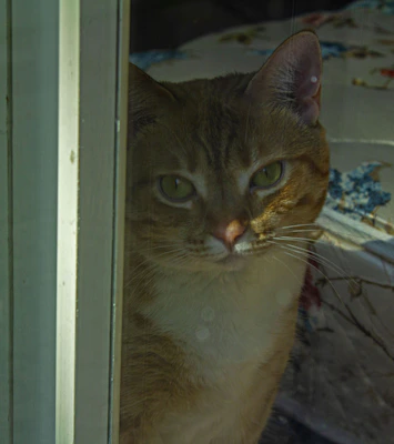A curious cat sporting an adorable dress with floral prints, sitting by a window with warm light.