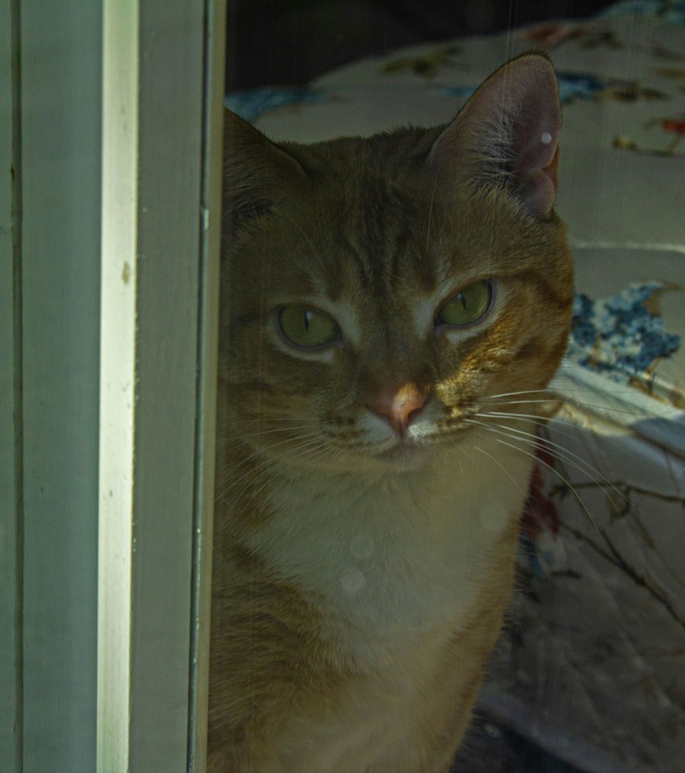 a cat is looking out of a window