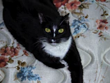 A sleek cat lounging comfortably in a vibrant pink dress with floral patterns.