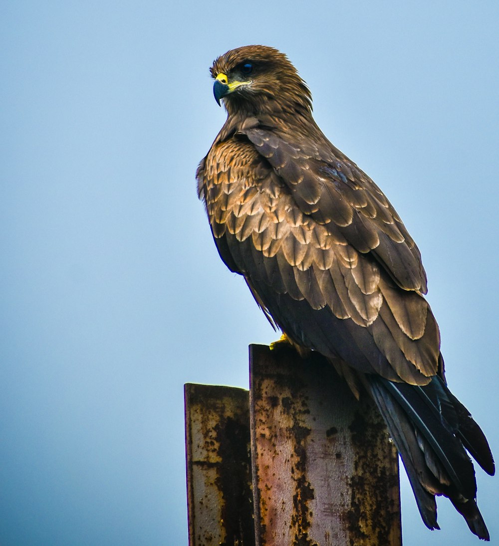 a bird sitting on top of a rusted pole