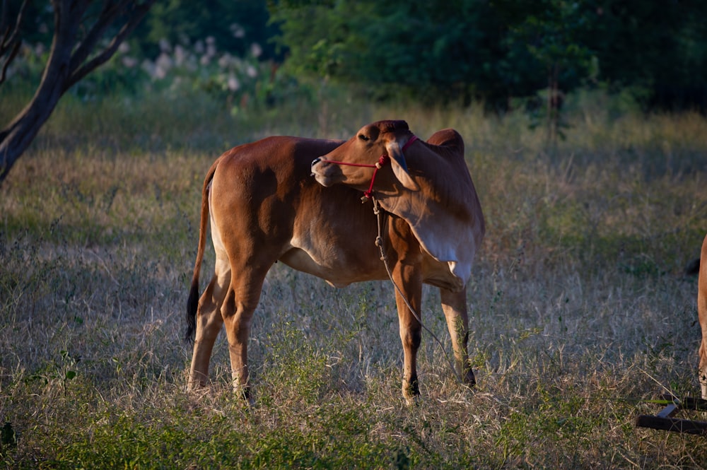 a brown cow standing on top of a grass covered field