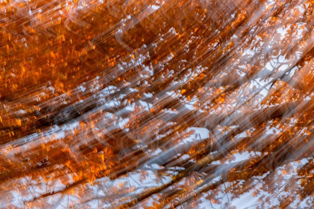 Una foto borrosa de un árbol con hojas naranjas