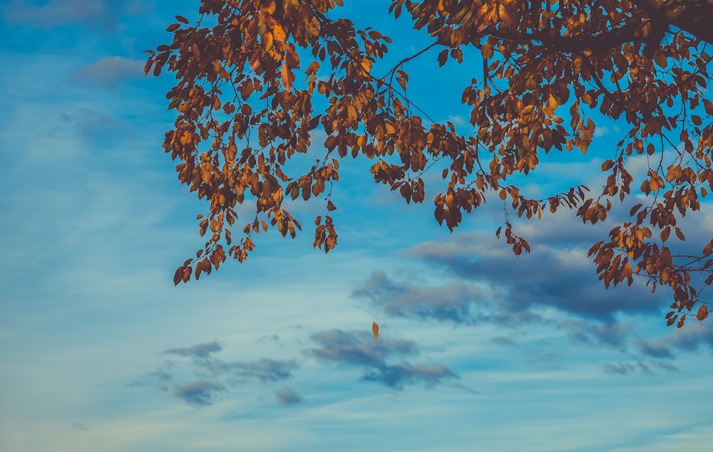 a bird is sitting on the branch of a tree