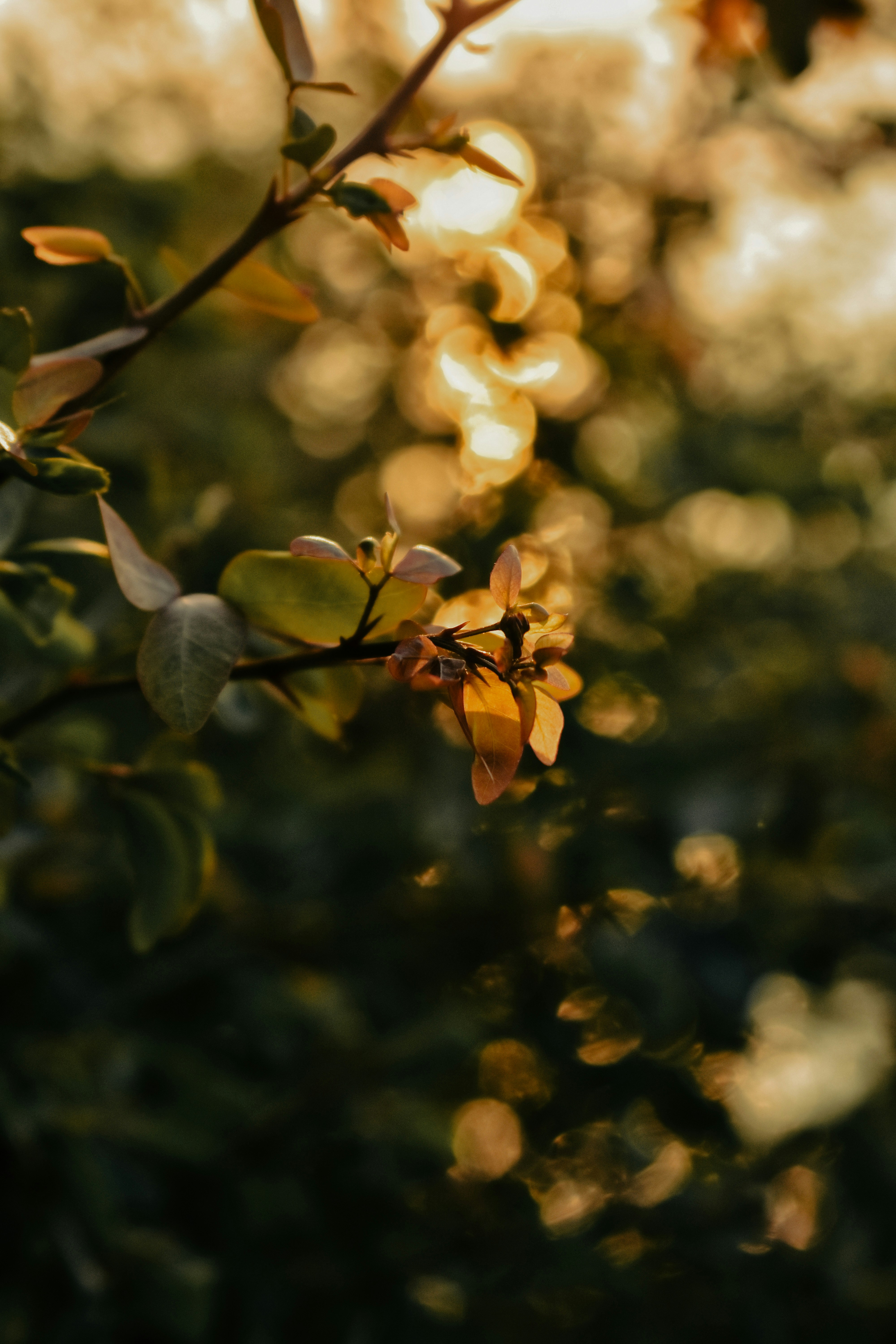 Photo by atomsmasher