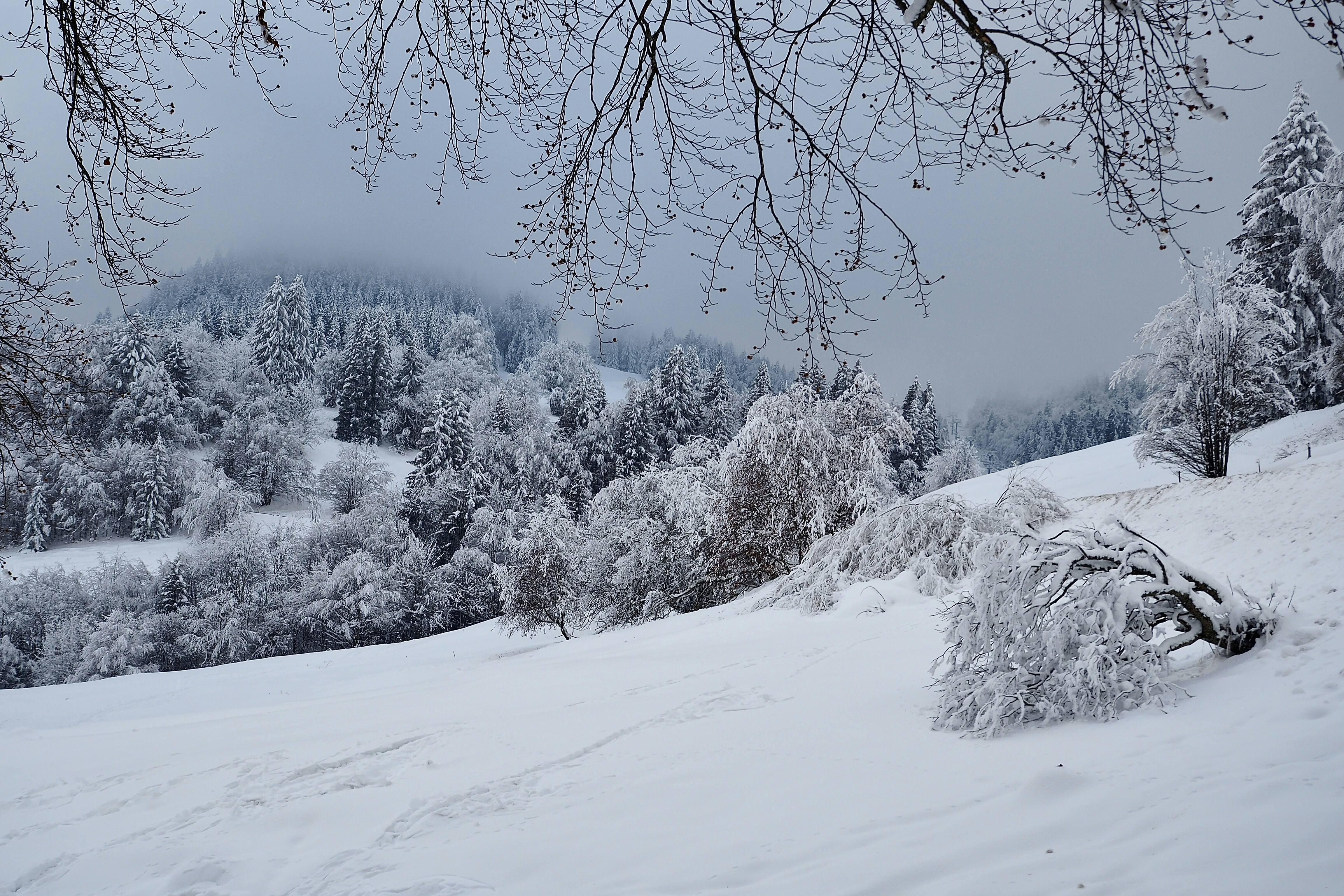 une colline enneigée avec des arbres en arrière-plan