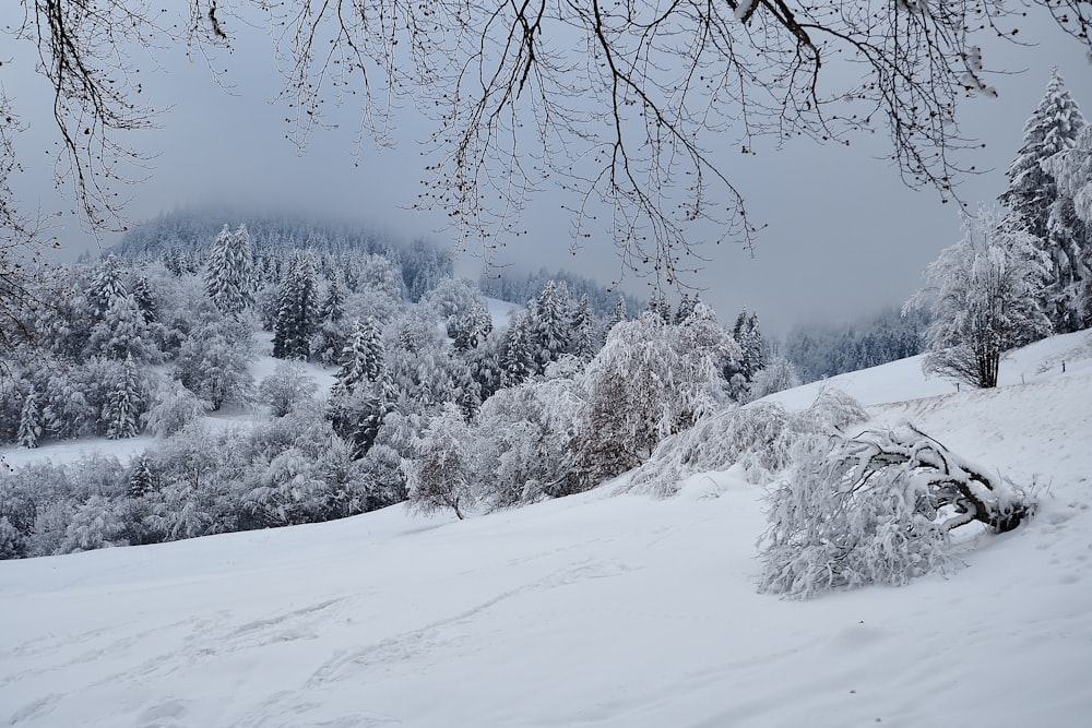 a snow covered hill with trees in the background