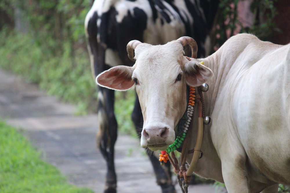 a couple of cows that are standing in the grass