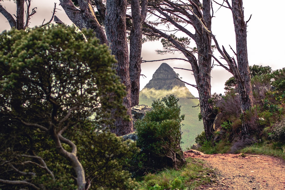 a dirt road surrounded by trees with a mountain in the background