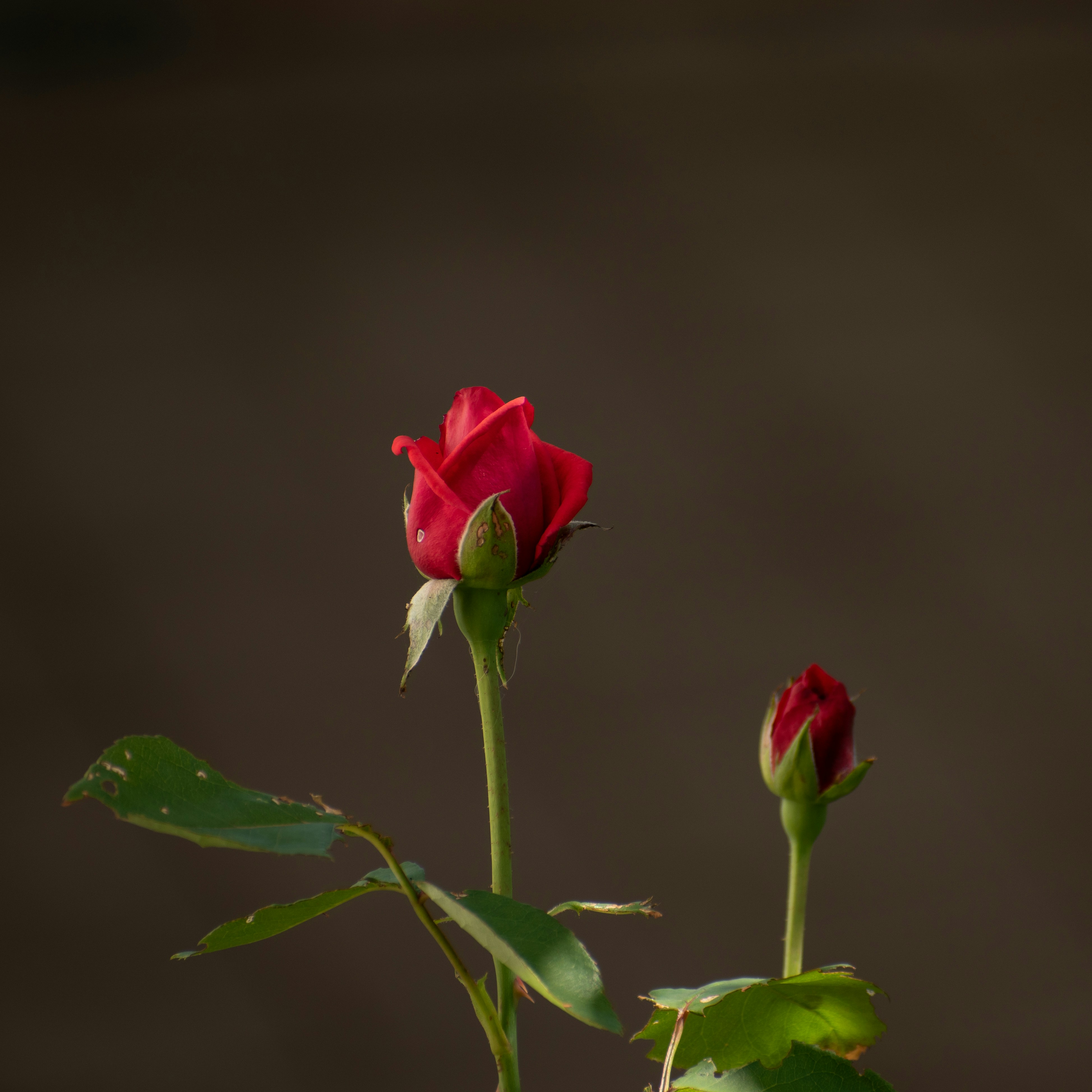 Photo by vjeblackbirdlion