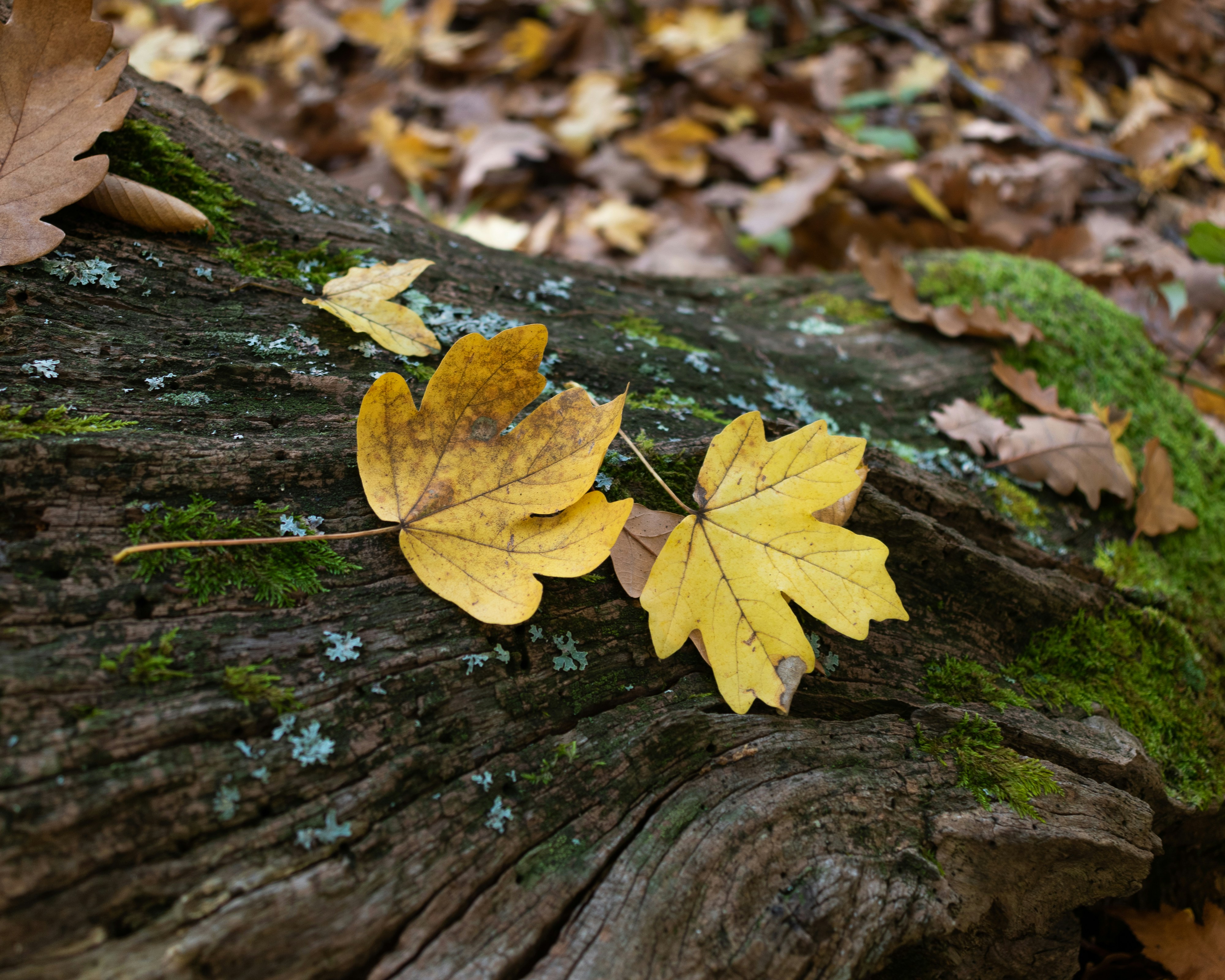 Photo by vjeblackbirdlion