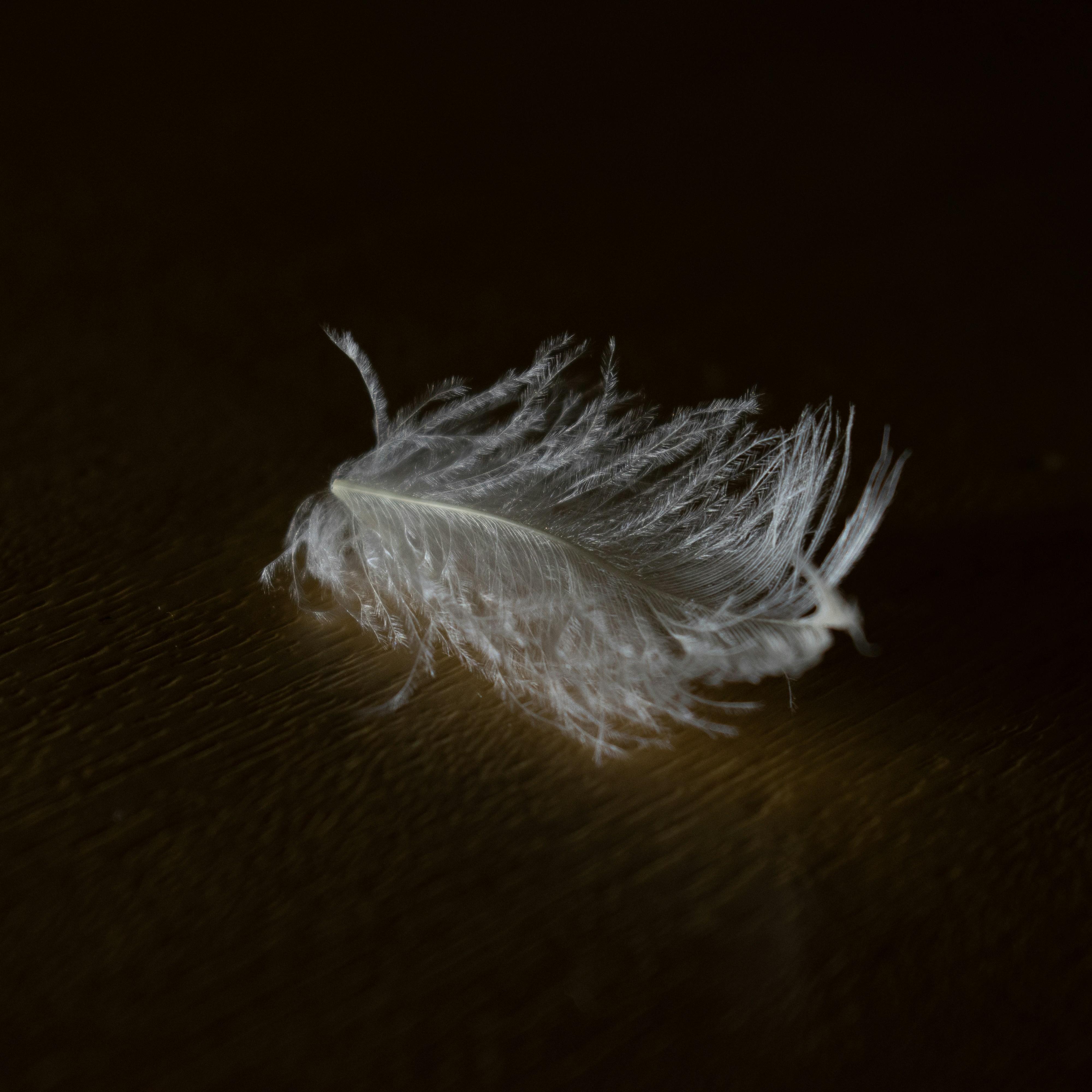 Photo by vjeblackbirdlion