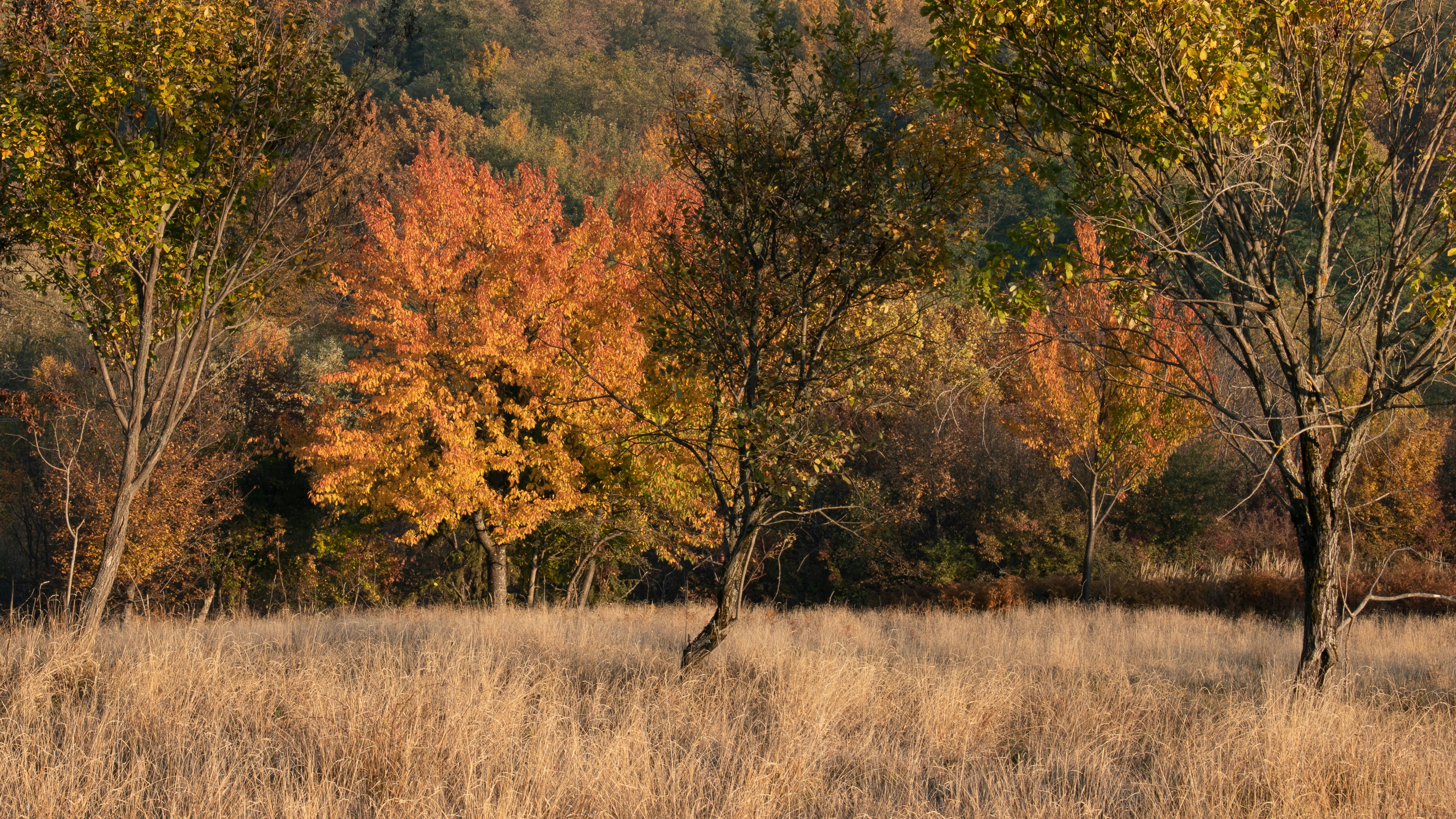 Photo by vjeblackbirdlion