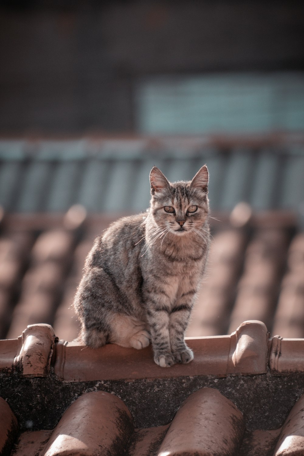 a cat sitting on top of a roof