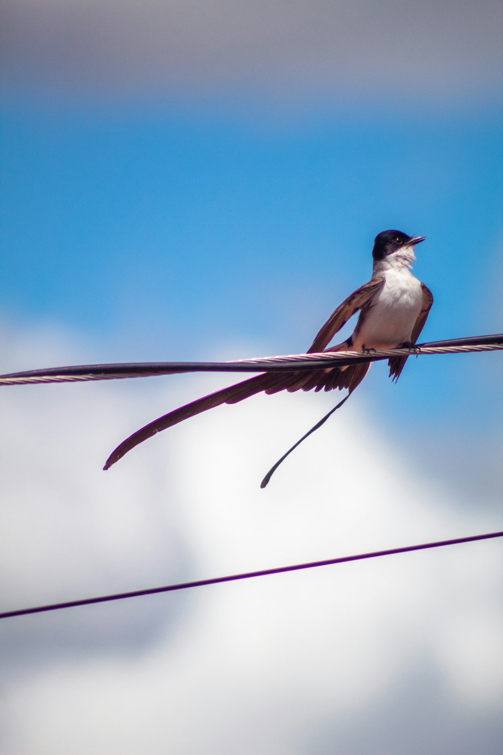 a small bird sitting on top of a wire