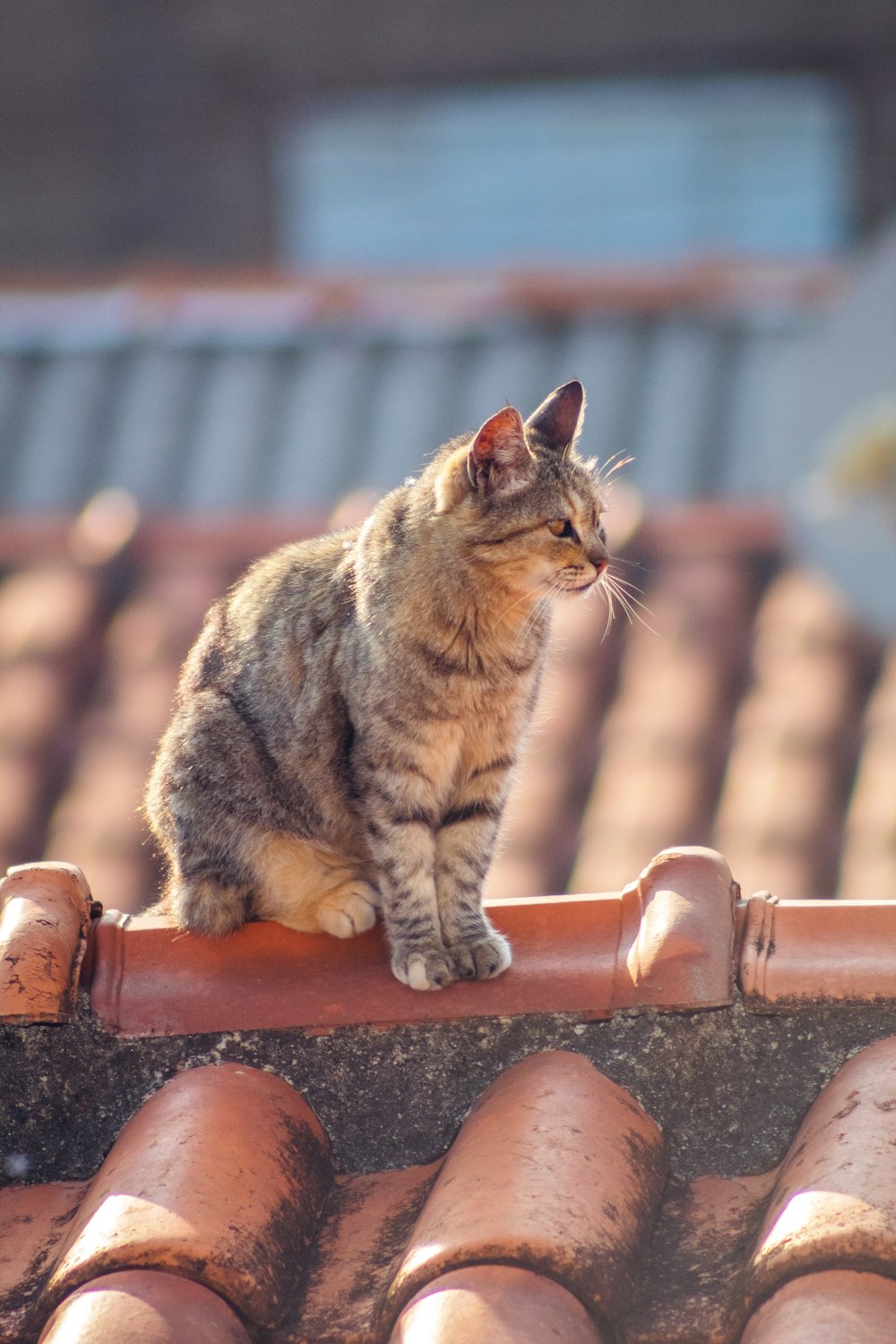 a cat sitting on top of a roof