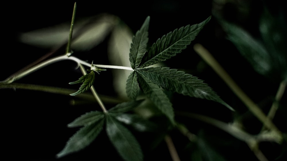 a close up of a leaf on a plant