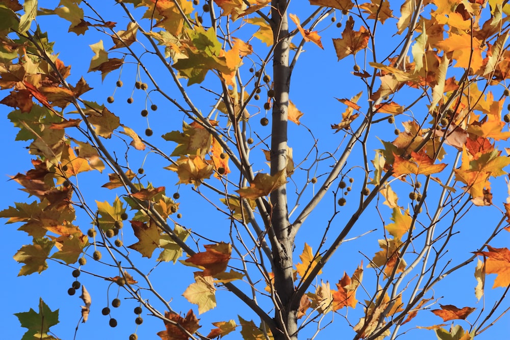 a tree with yellow leaves and a blue sky in the background