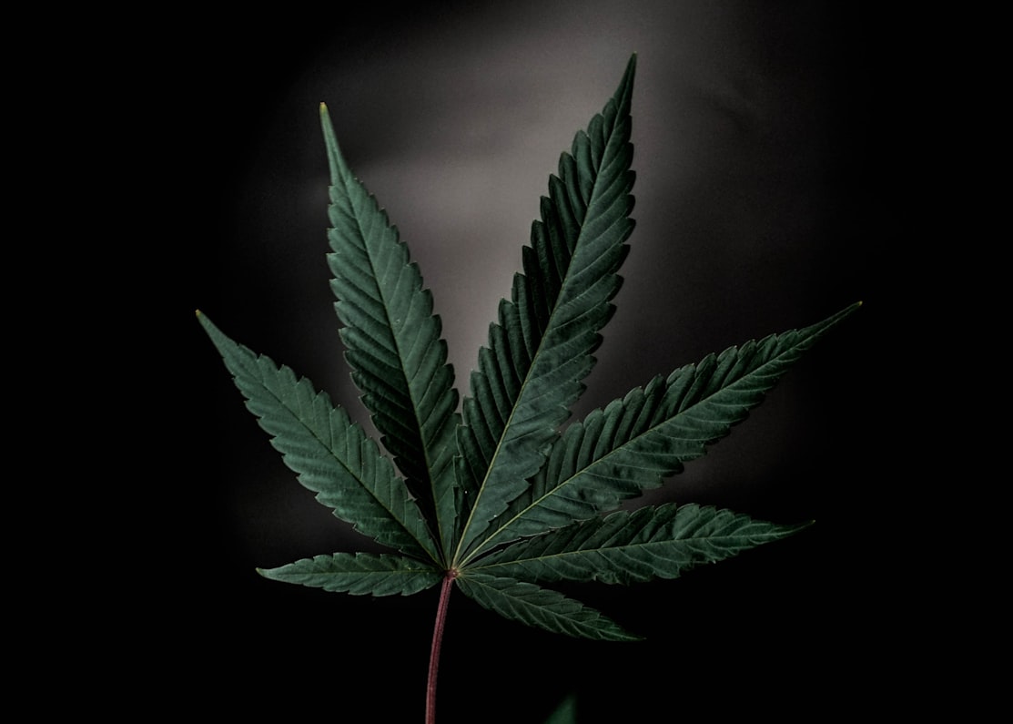 A close-up shot of a Cannabis sativa plant