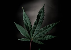 a large green leaf on a black background