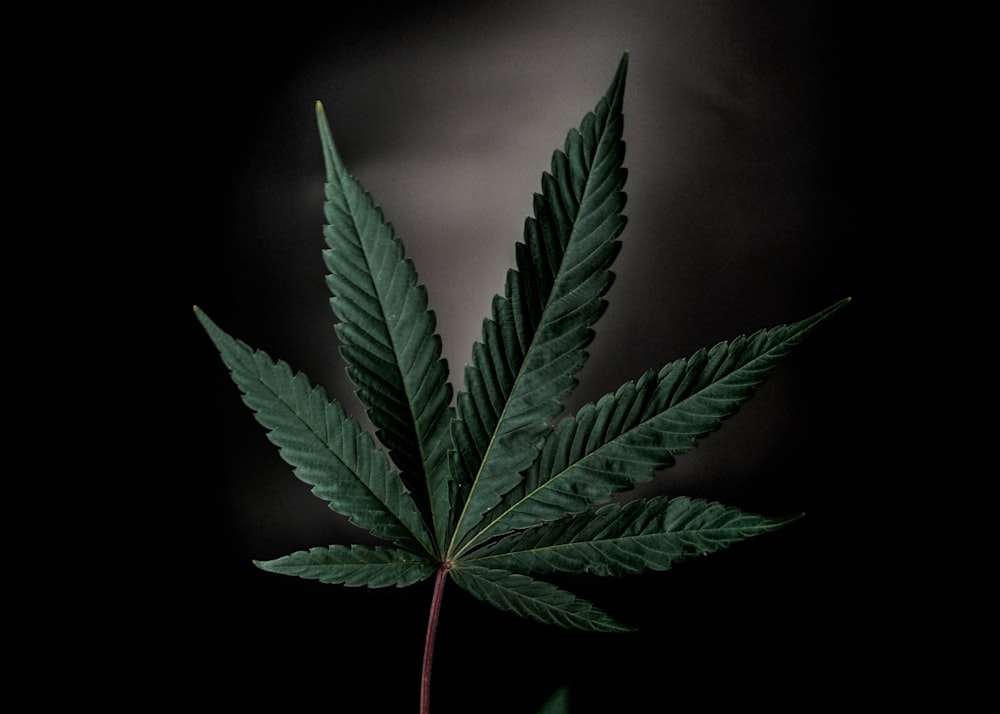 a large green leaf on a black background