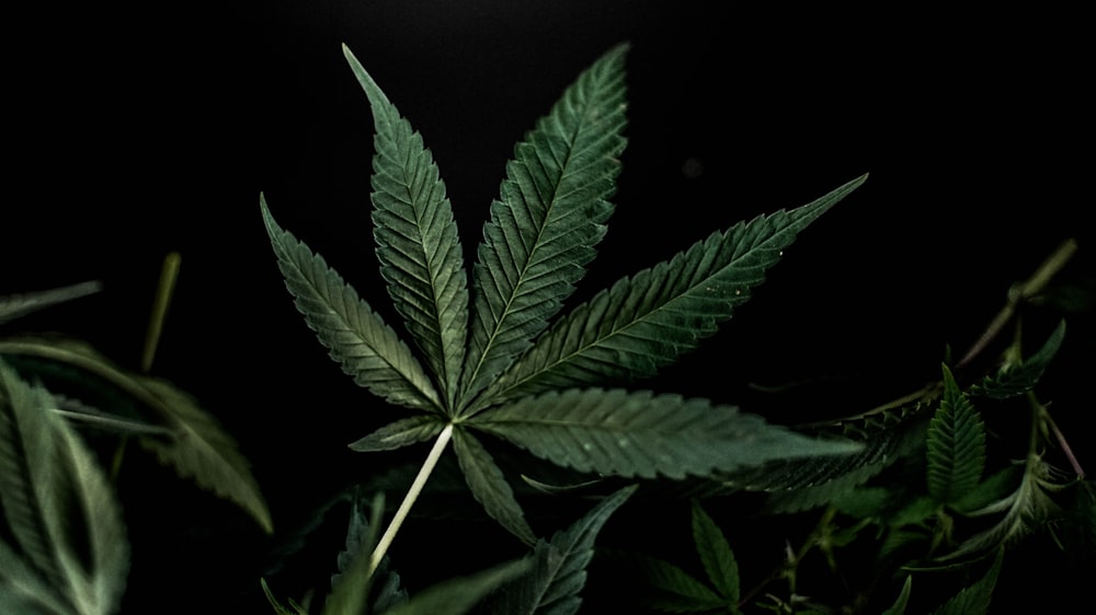 a close up of a green leaf on a plant