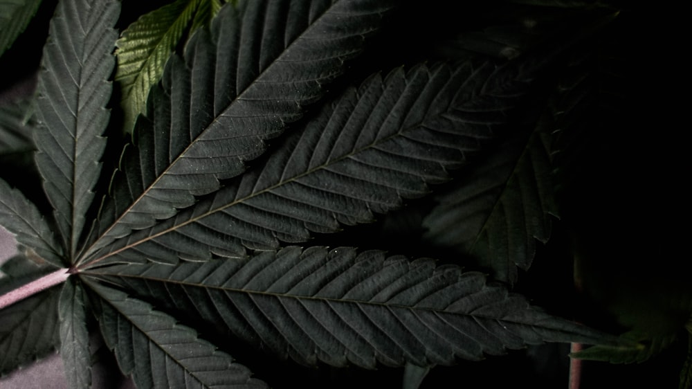 a close up of a leaf on a plant