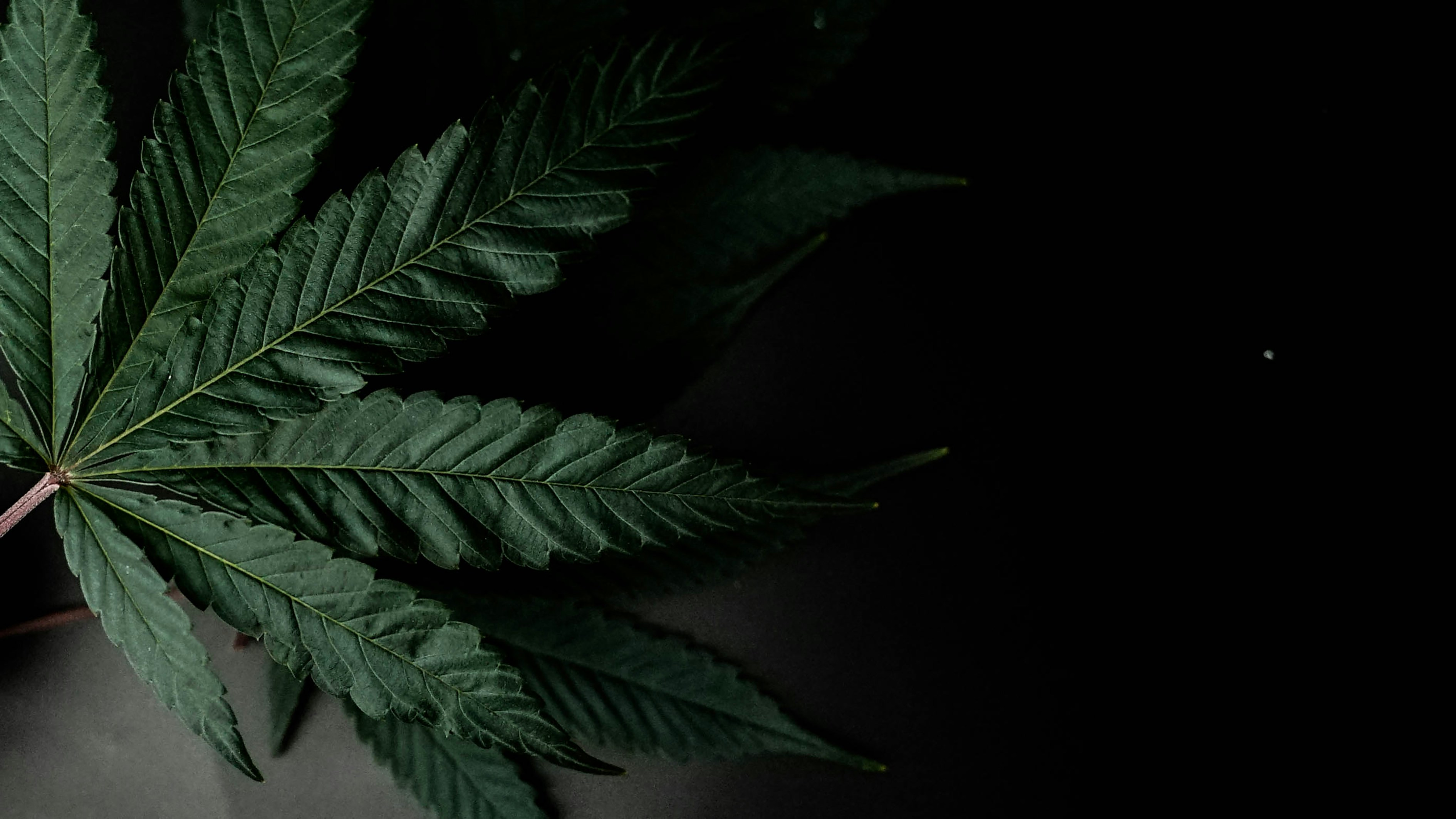 a close up of a green leaf on a black background