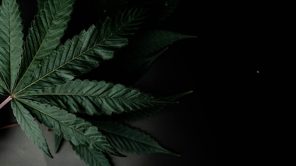 a close up of a green leaf on a black background