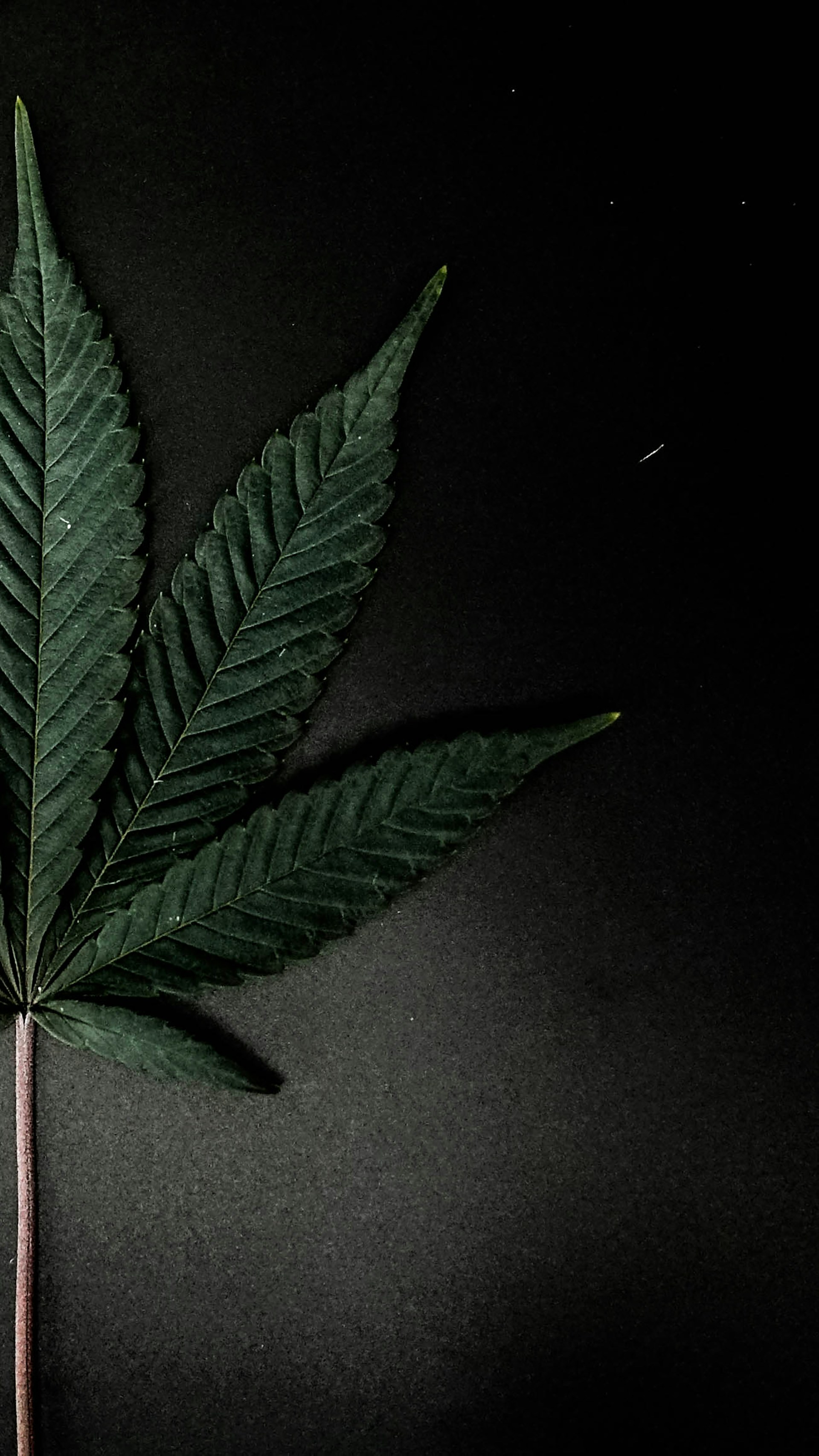a large green leaf on a black background