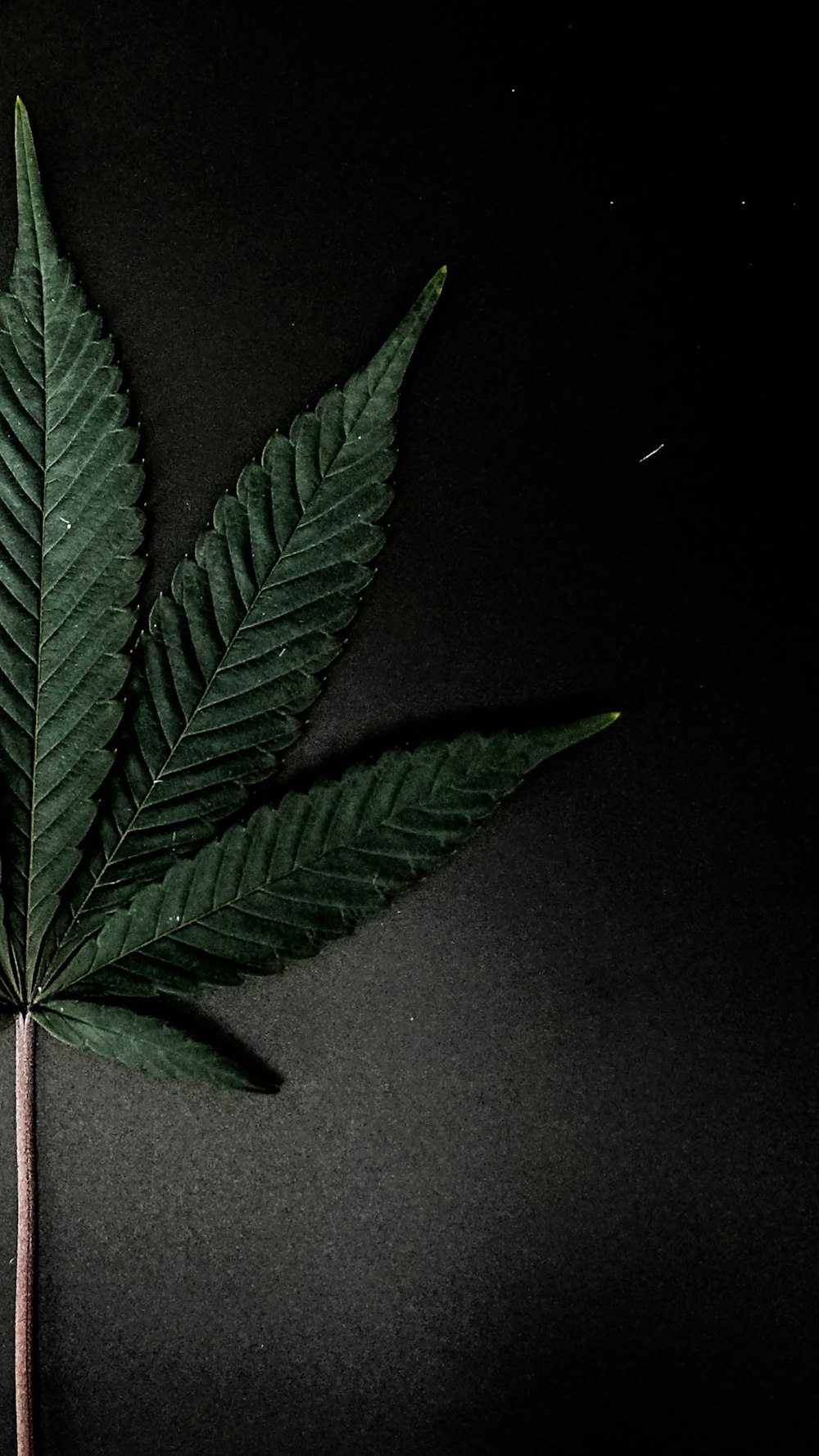 a large green leaf on a black background