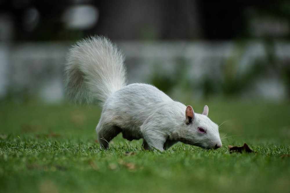 a white squirrel walking across a lush green field