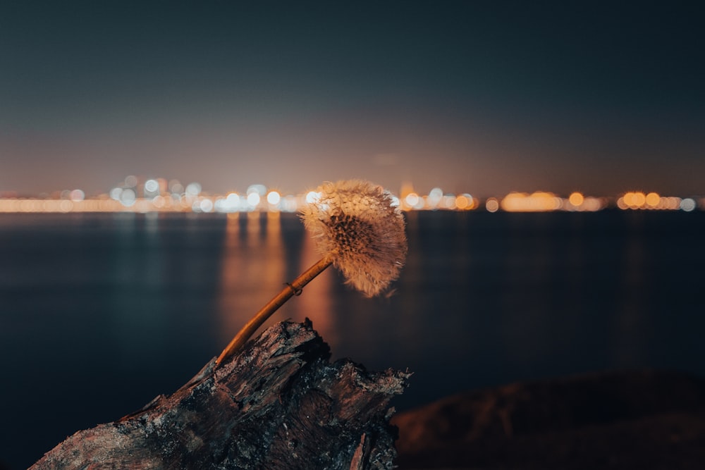 a dandelion sitting on top of a piece of wood