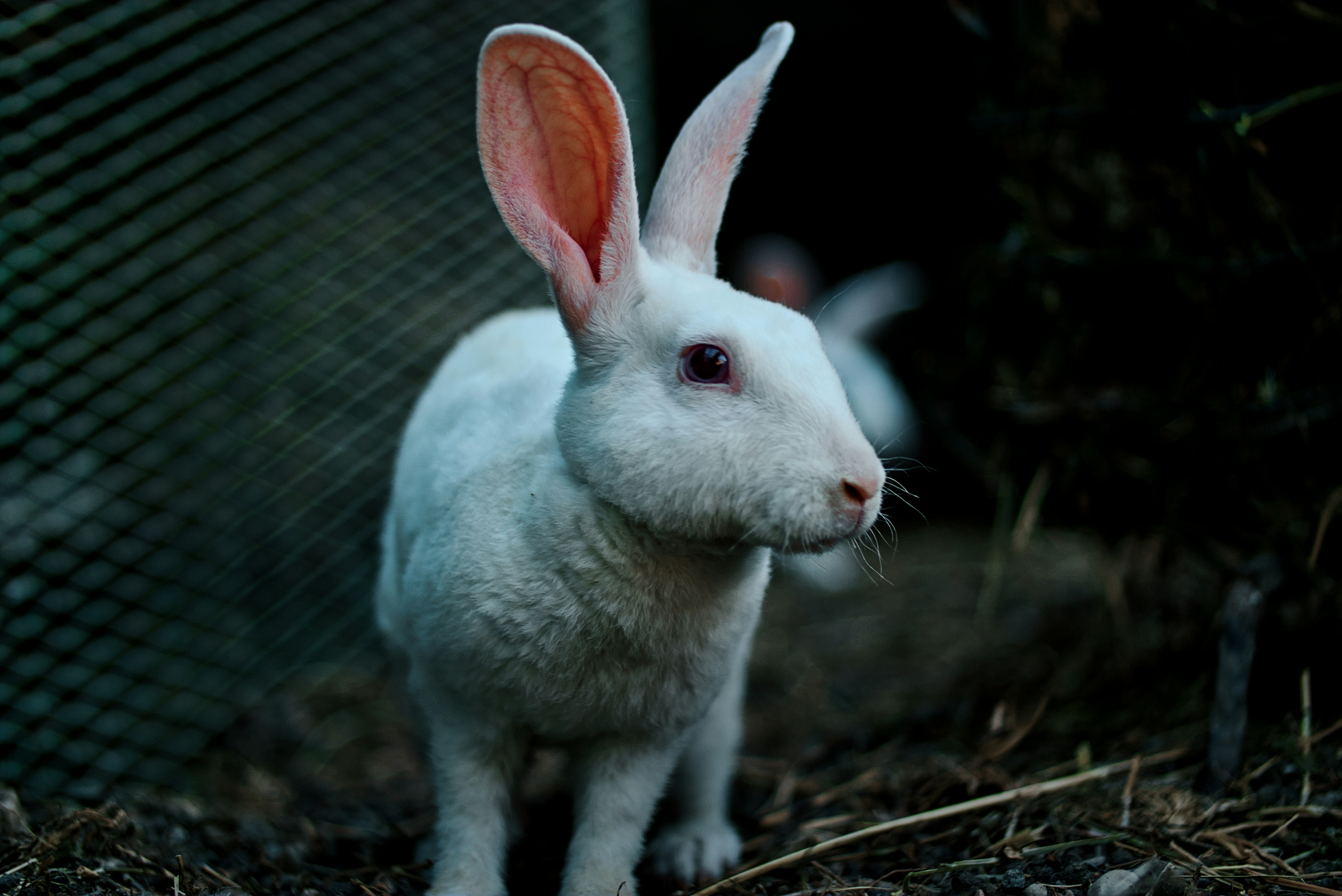 Best Portable Cages for Small Pets Complete Buying Guide