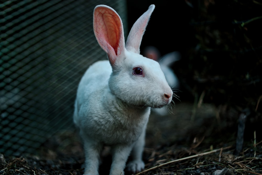 Ein weißes Kaninchen mit orangefarbenen Ohren steht vor einem Zaun
