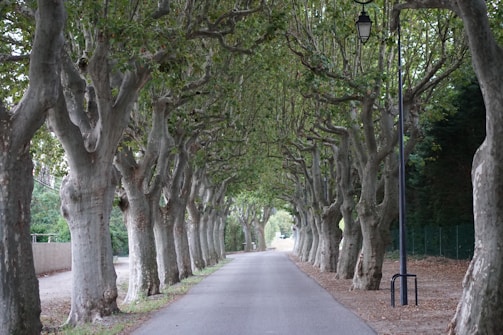 A wide, tree-lined internal road within a fully developed residential layout.