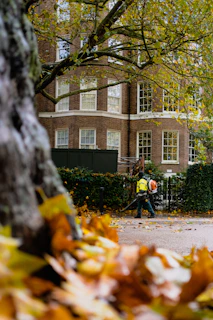 a tree in front of a building