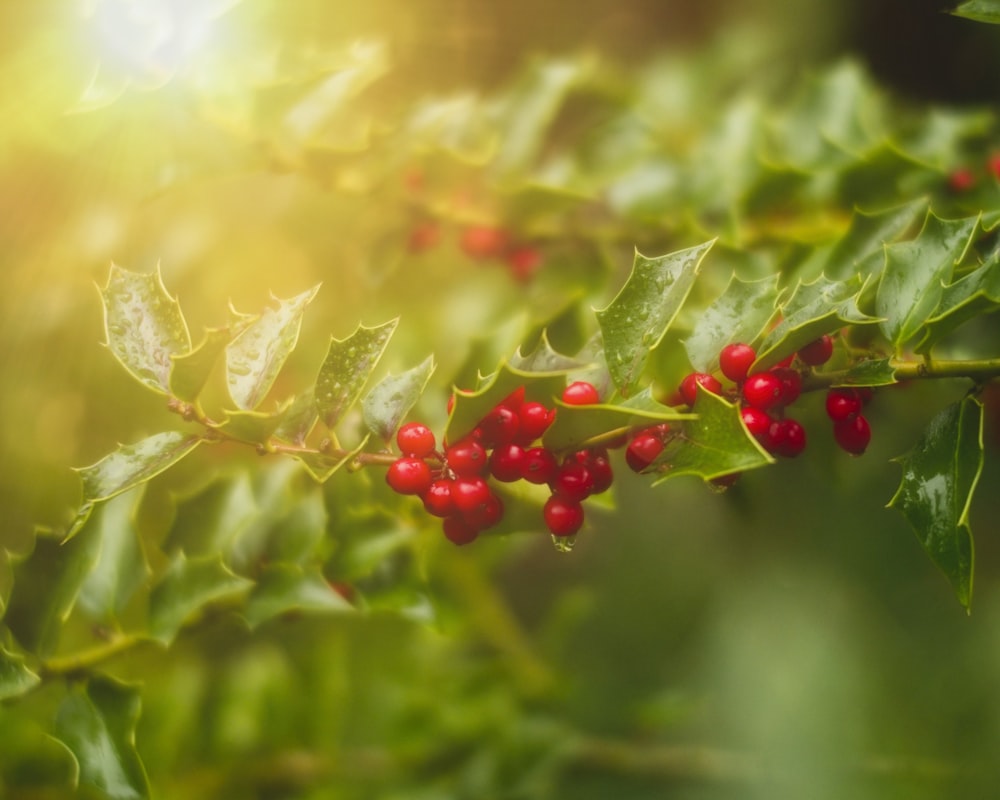 a branch of holly with red berries and green leaves