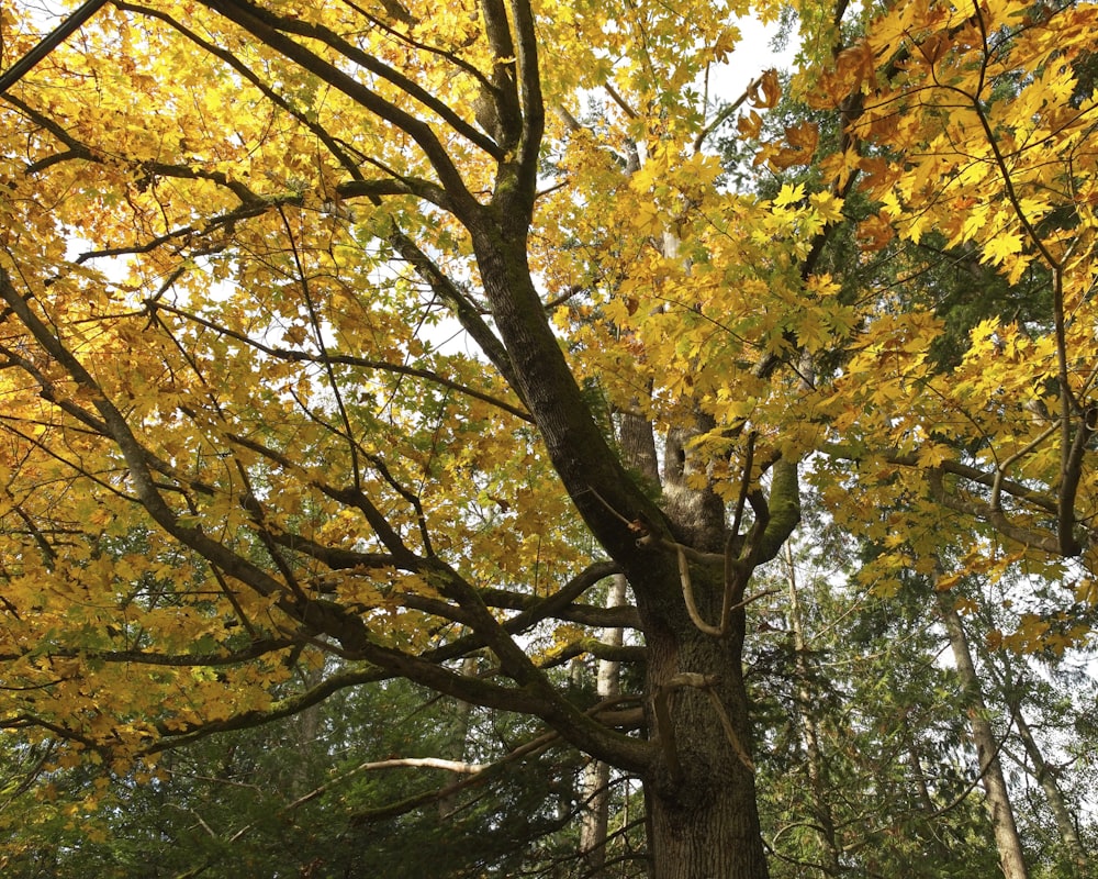 a large tree with lots of yellow leaves