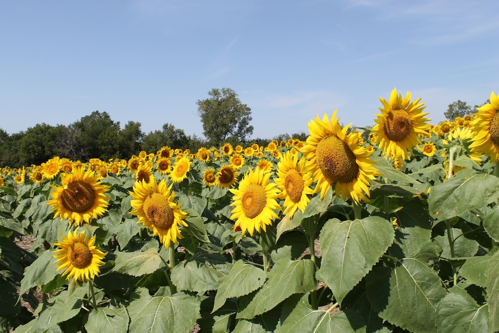 Ein großes Sonnenblumenfeld an einem sonnigen Tag