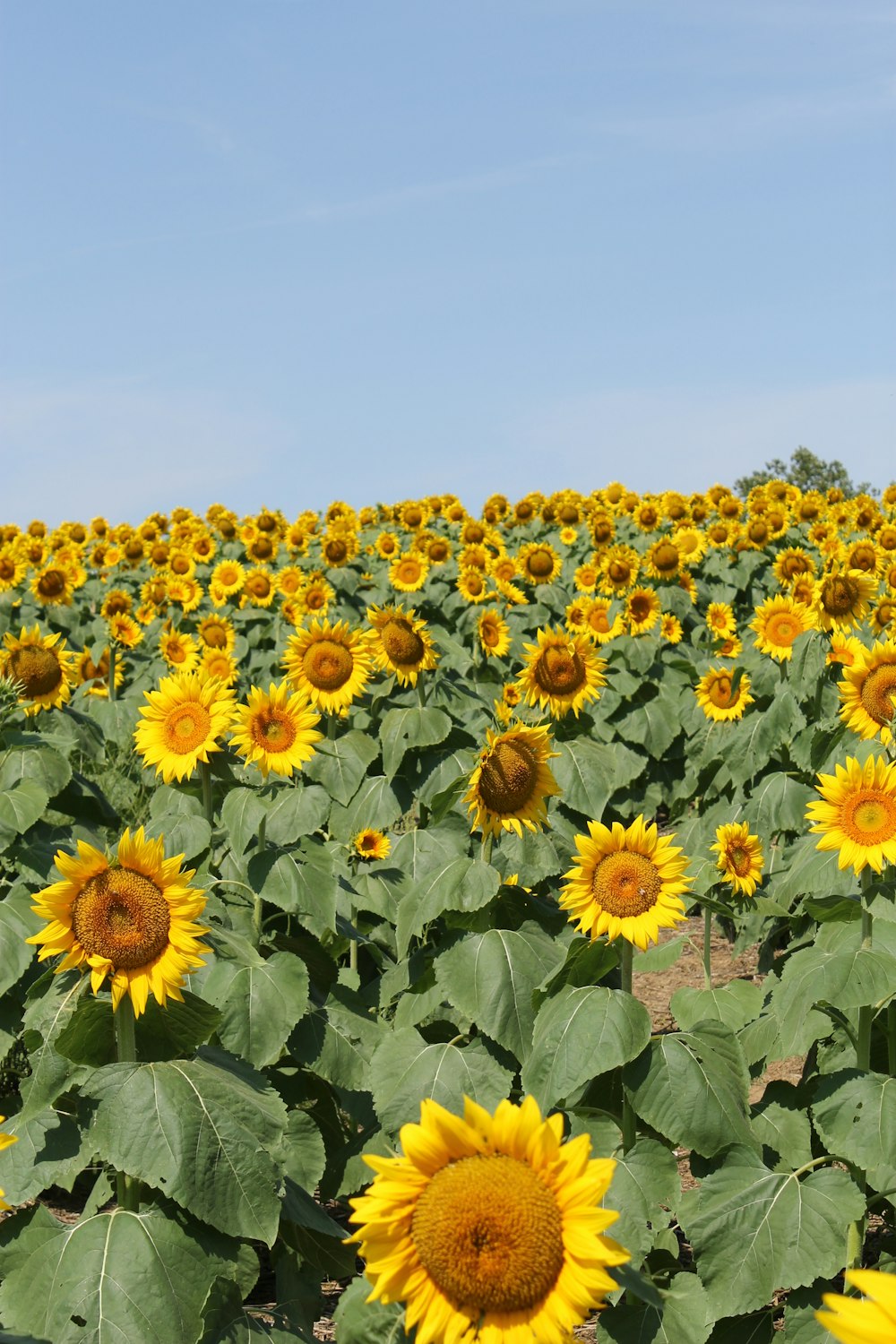 Un grand champ de tournesols sous un ciel bleu