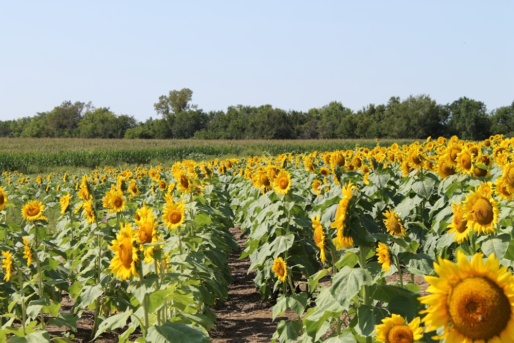 un grande campo di girasoli in una giornata di sole