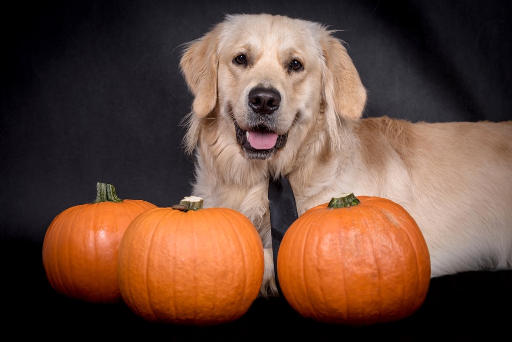 a dog sitting next to three pumpkins on a black background