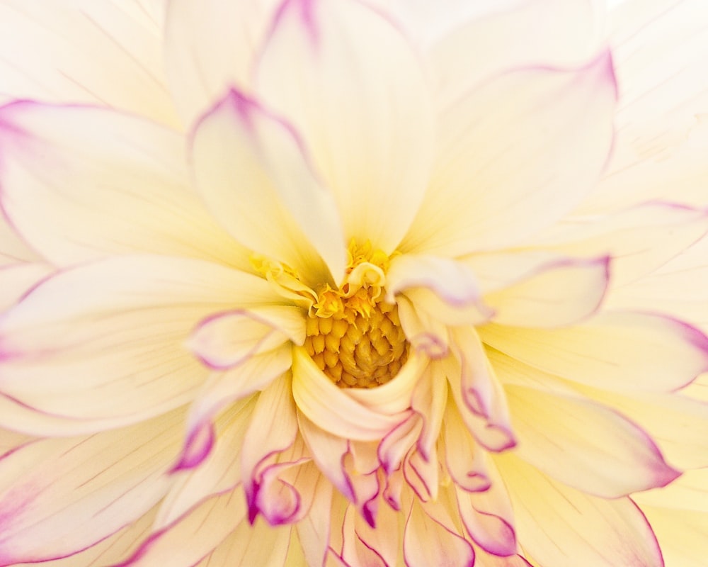 a close up of a white and purple flower