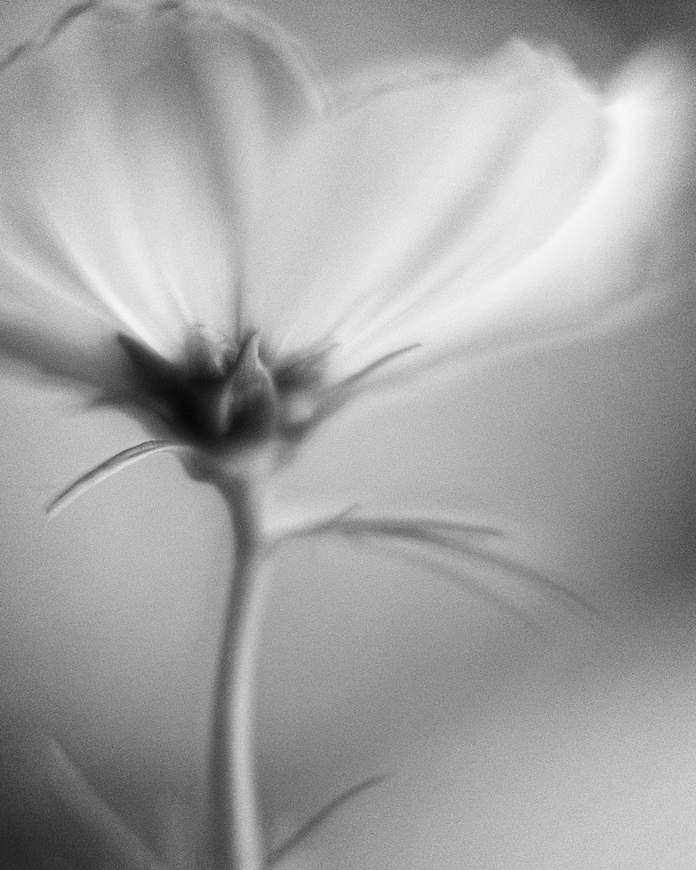 a black and white photo of a flower