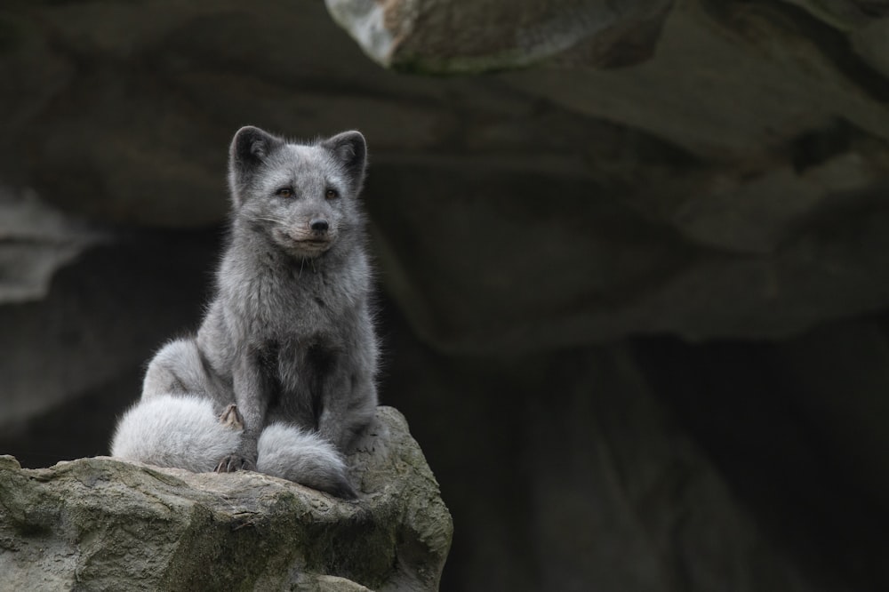 a bear that is sitting on a rock