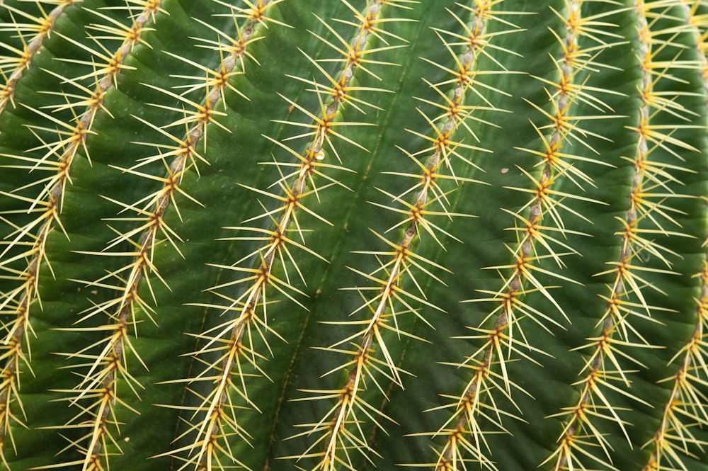 a close up of a cactus