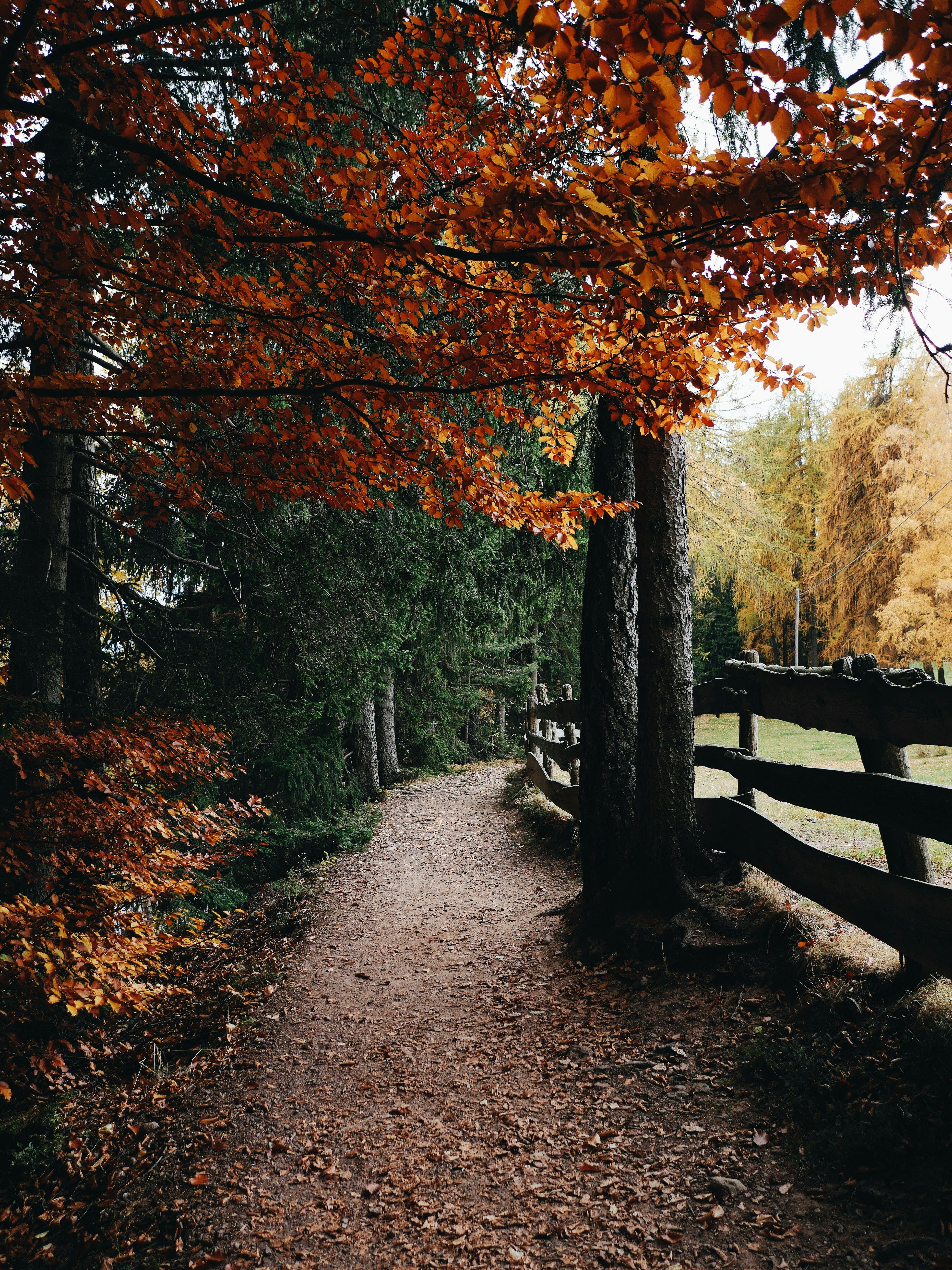 Choose from a curated selection of tree photos. Always free on Unsplash.