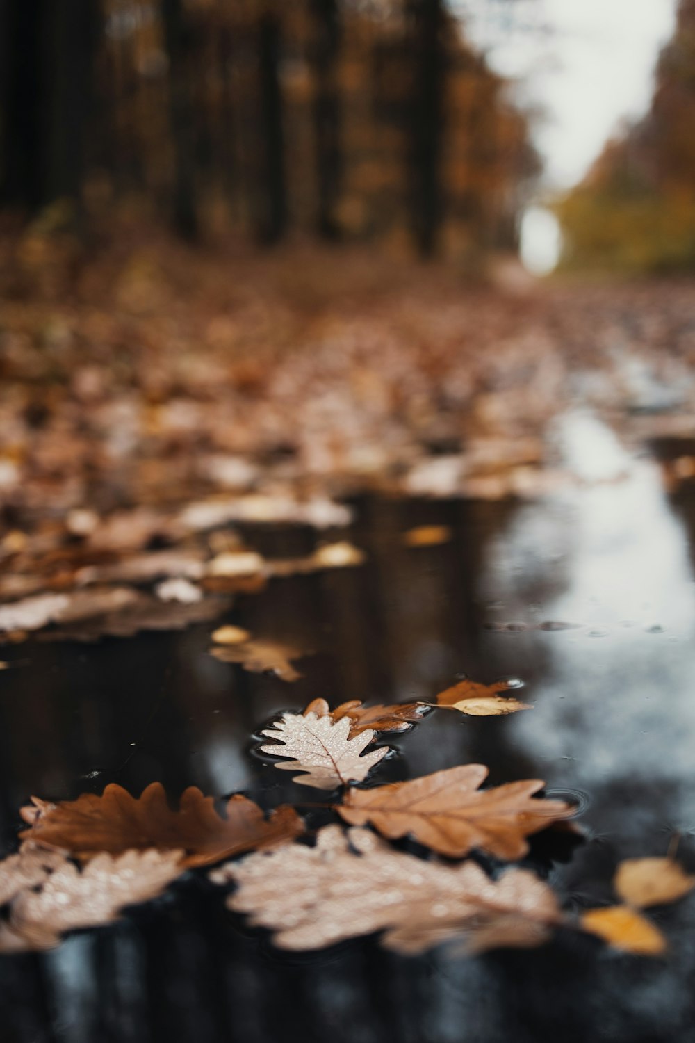 a puddle of water with leaves on the ground