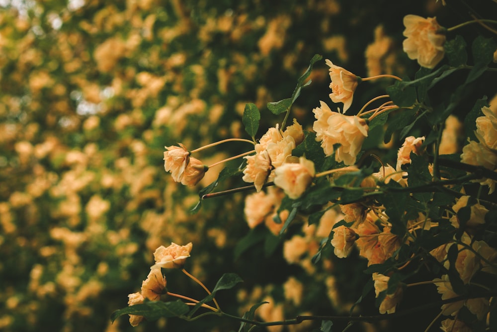 a bush of yellow flowers with green leaves