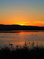 a group of ducks floating on top of a lake